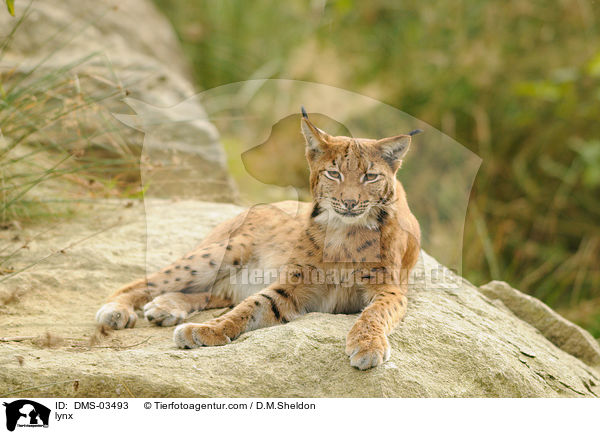 Europischer Luchs / lynx / DMS-03493