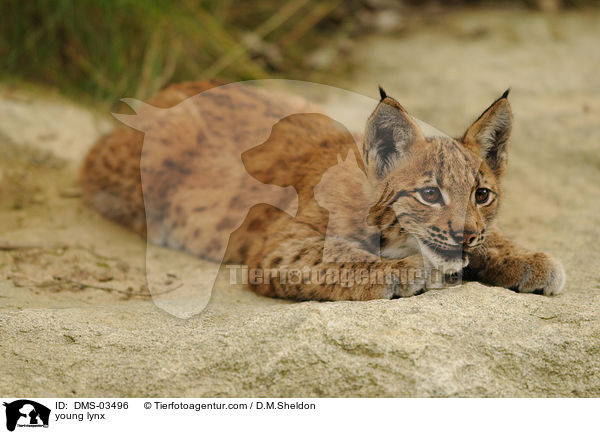 junger Europischer Luchs / young lynx / DMS-03496