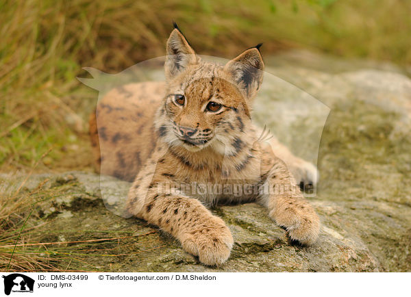 junger Europischer Luchs / young lynx / DMS-03499