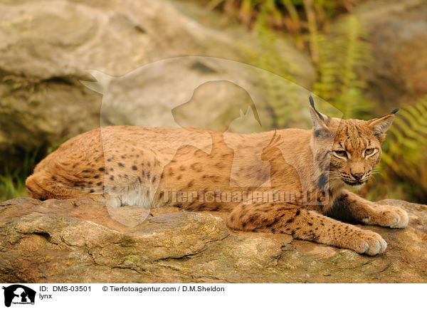 Europischer Luchs / lynx / DMS-03501