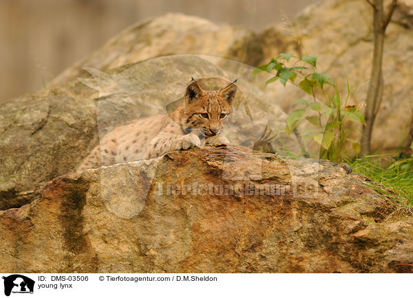 junger Europischer Luchs / young lynx / DMS-03506