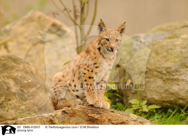 junger Europischer Luchs / young lynx / DMS-03507