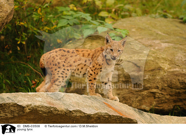 junger Europischer Luchs / young lynx / DMS-03508