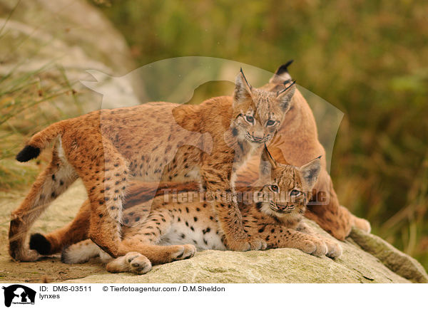 Europische Luchse / lynxes / DMS-03511