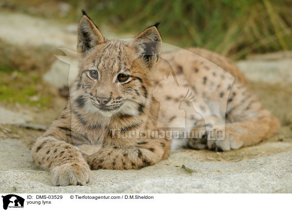 junger Europischer Luchs / young lynx / DMS-03529