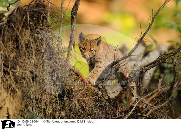 junger Europischer Luchs / young lynx / DMS-03664