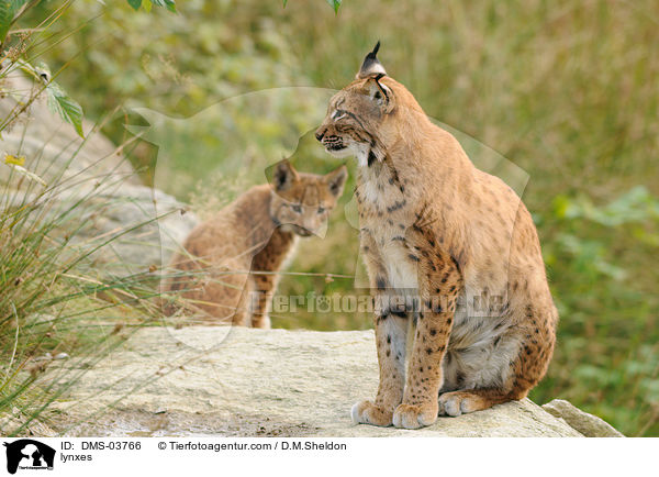 Europische Luchse / lynxes / DMS-03766