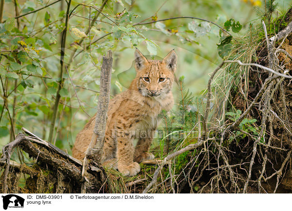 junger Europischer Luchs / young lynx / DMS-03901