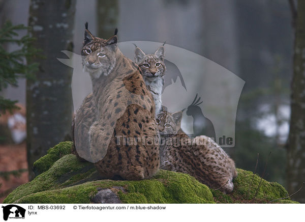 Europischer Luchs / lynx / MBS-03692