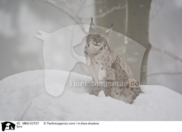 Europischer Luchs / lynx / MBS-03707