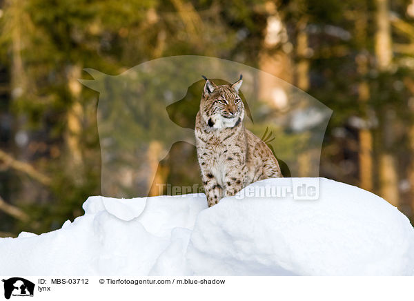 Europischer Luchs / lynx / MBS-03712