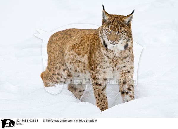 Europischer Luchs / lynx / MBS-03838