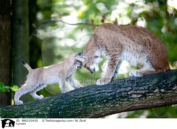 Europische Luchse / Lynxes / MAZ-03435