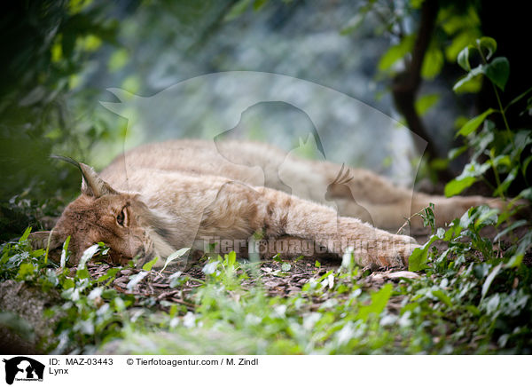 Europischer Luchs / Lynx / MAZ-03443