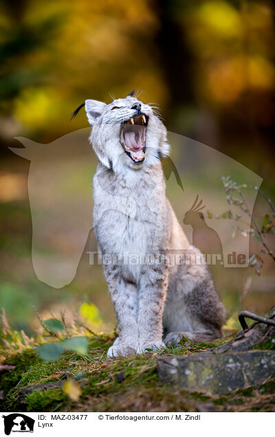 Europischer Luchs / Lynx / MAZ-03477