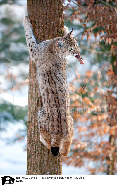 Europischer Luchs / Lynx / MAZ-03486