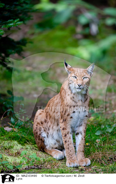 Europischer Luchs / Lynx / MAZ-03490