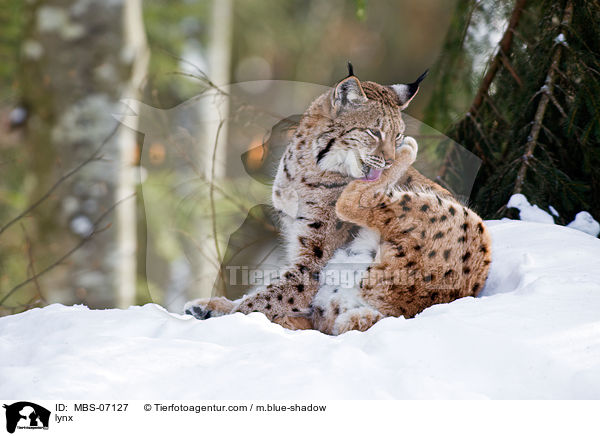 Europischer Luchs / lynx / MBS-07127