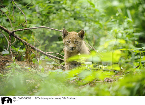 Europischer Luchs / lynx / DMS-06659