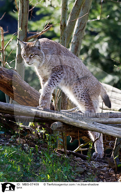 Europischer Luchs / lynx / MBS-07409