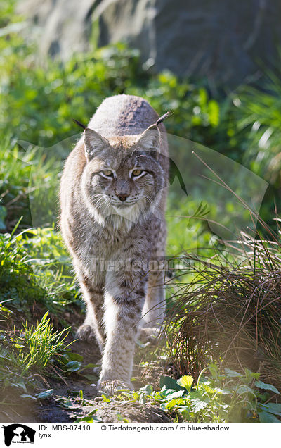 Europischer Luchs / lynx / MBS-07410