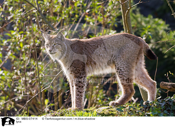 Europischer Luchs / lynx / MBS-07414