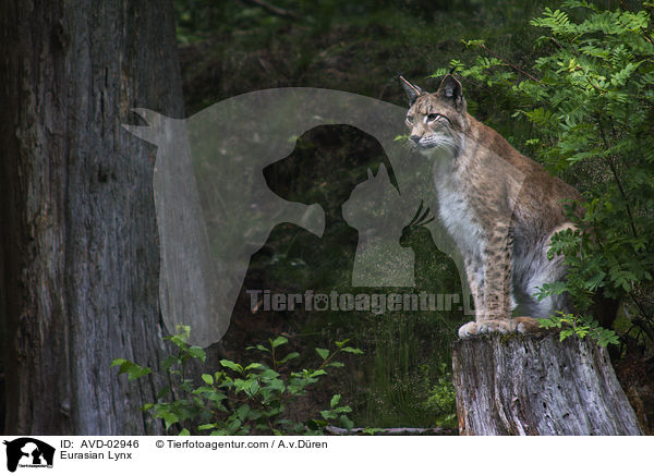 Europischer Luchs / Eurasian Lynx / AVD-02946