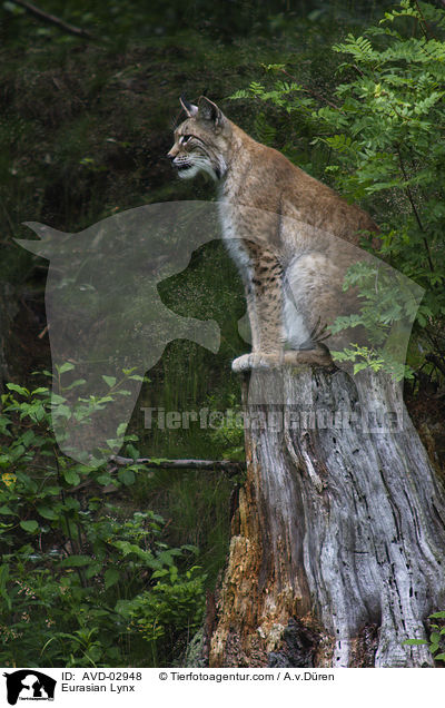 Europischer Luchs / Eurasian Lynx / AVD-02948