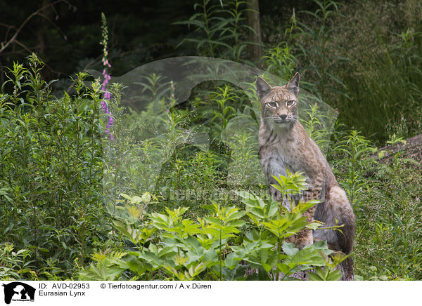 Europischer Luchs / Eurasian Lynx / AVD-02953