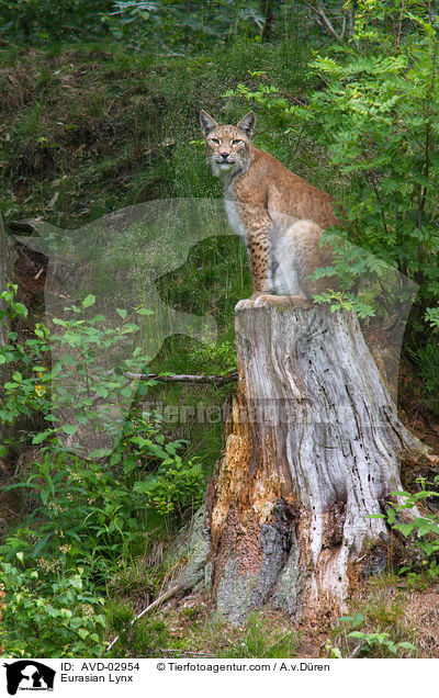 Europischer Luchs / Eurasian Lynx / AVD-02954