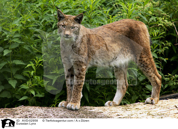 Europischer Luchs / Eurasian Lynx / AVD-02958