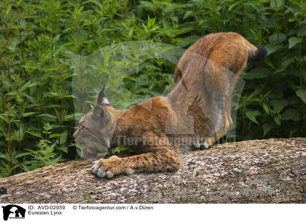 Europischer Luchs / Eurasian Lynx / AVD-02959