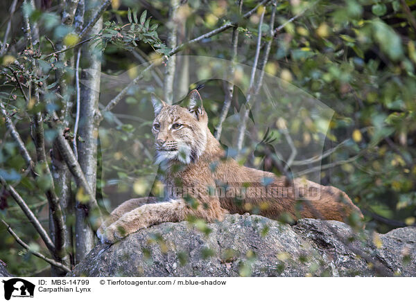Karpatenluchs / Carpathian Lynx / MBS-14799