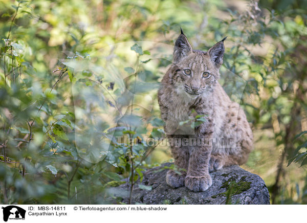 Karpatenluchs / Carpathian Lynx / MBS-14811