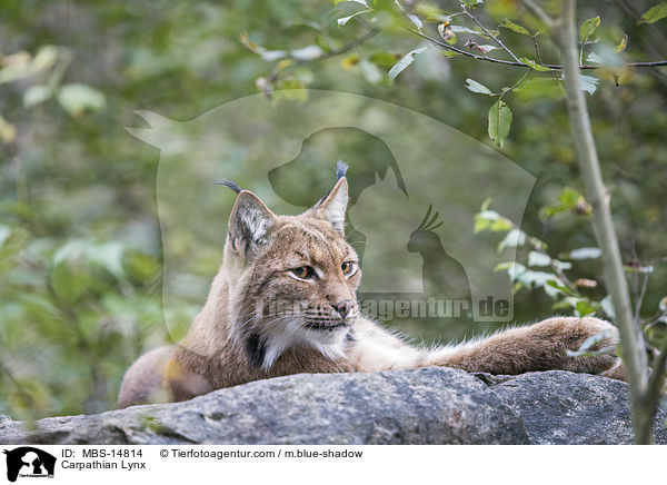 Karpatenluchs / Carpathian Lynx / MBS-14814