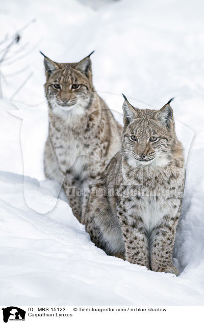 Karpatenluchse / Carpathian Lynxes / MBS-15123