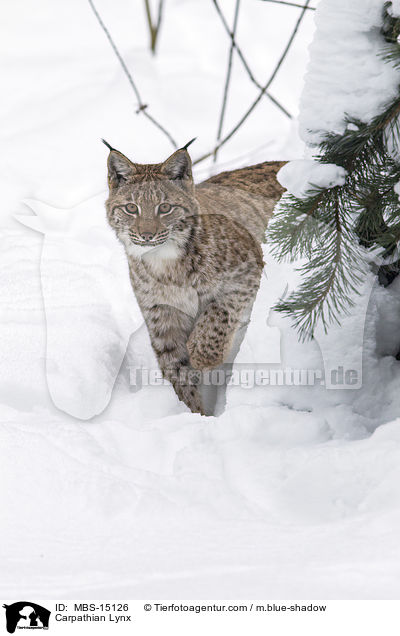 Karpatenluchs / Carpathian Lynx / MBS-15126