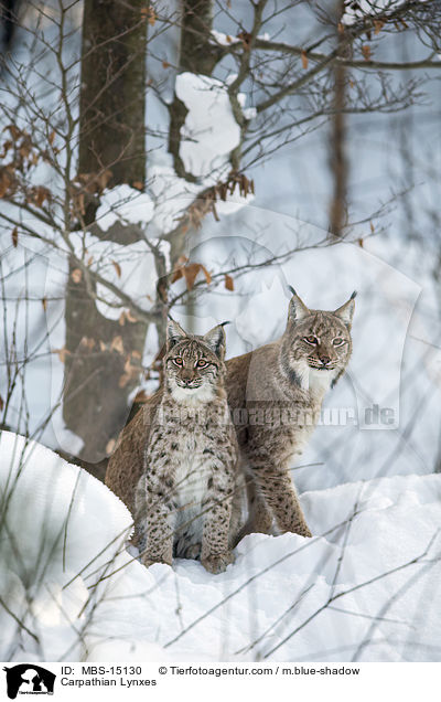Karpatenluchse / Carpathian Lynxes / MBS-15130
