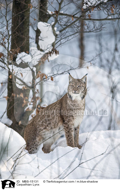 Karpatenluchs / Carpathian Lynx / MBS-15131