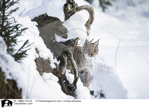 Karpatenluchs / Carpathian Lynx / MBS-15133