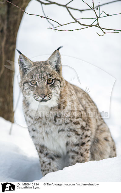 Karpatenluchs / Carpathian Lynx / MBS-15134