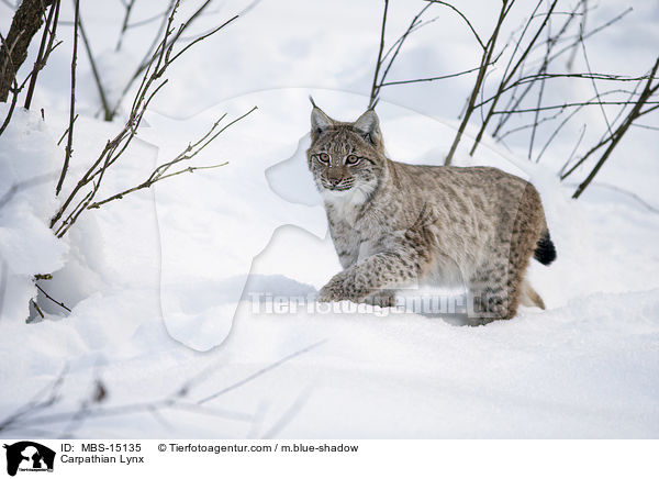 Karpatenluchs / Carpathian Lynx / MBS-15135