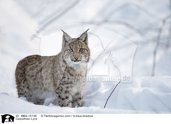 Karpatenluchs / Carpathian Lynx / MBS-15136
