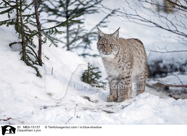 Karpatenluchs / Carpathian Lynx / MBS-15137
