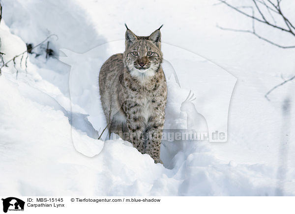 Karpatenluchs / Carpathian Lynx / MBS-15145