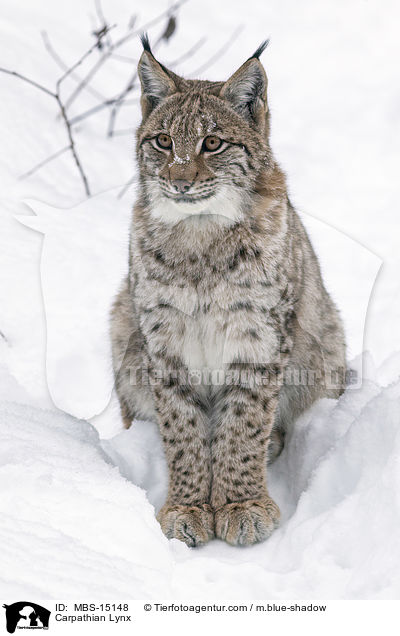 Karpatenluchs / Carpathian Lynx / MBS-15148