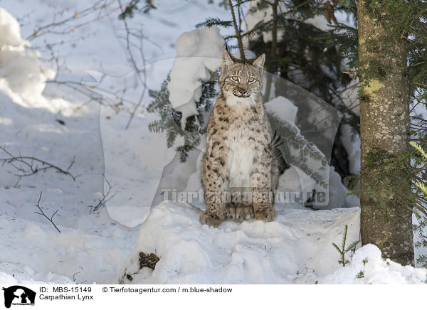 Karpatenluchs / Carpathian Lynx / MBS-15149
