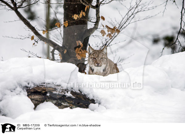 Karpatenluchs / Carpathian Lynx / MBS-17209