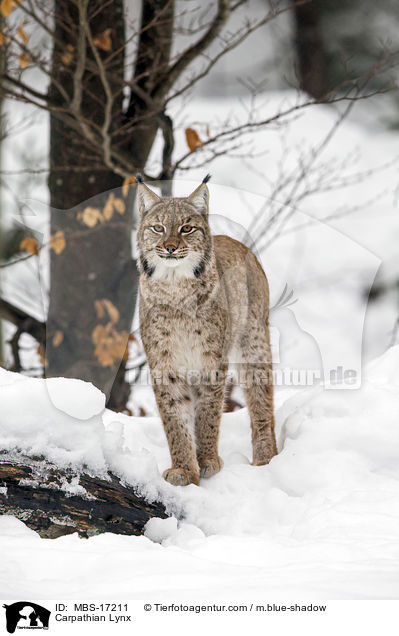 Karpatenluchs / Carpathian Lynx / MBS-17211