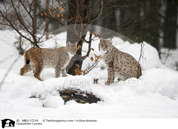Karpatenluchse / Carpathian Lynxes / MBS-17216
